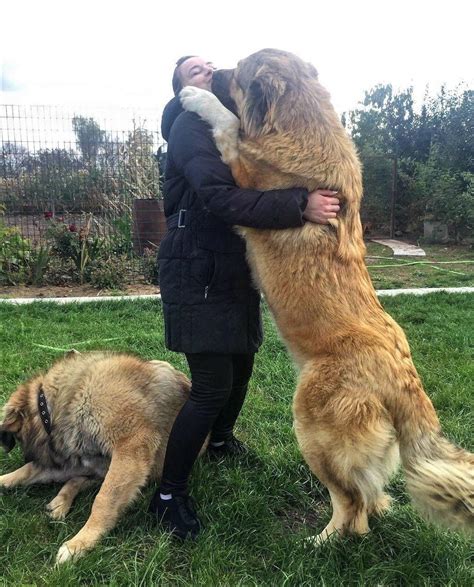 giant russian bear dog|are caucasian shepherd aggressive dogs.